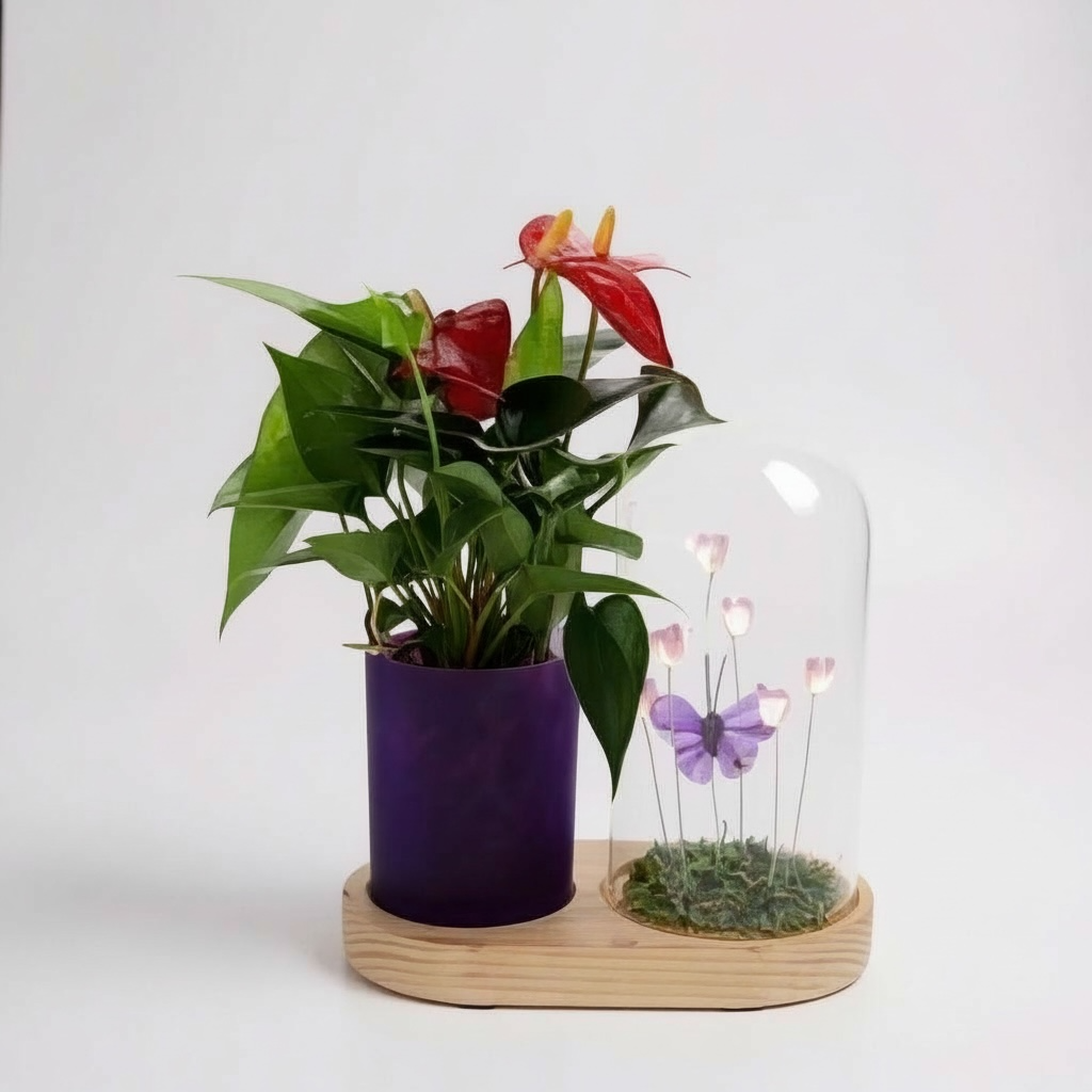 Anthurium in Flower Duo