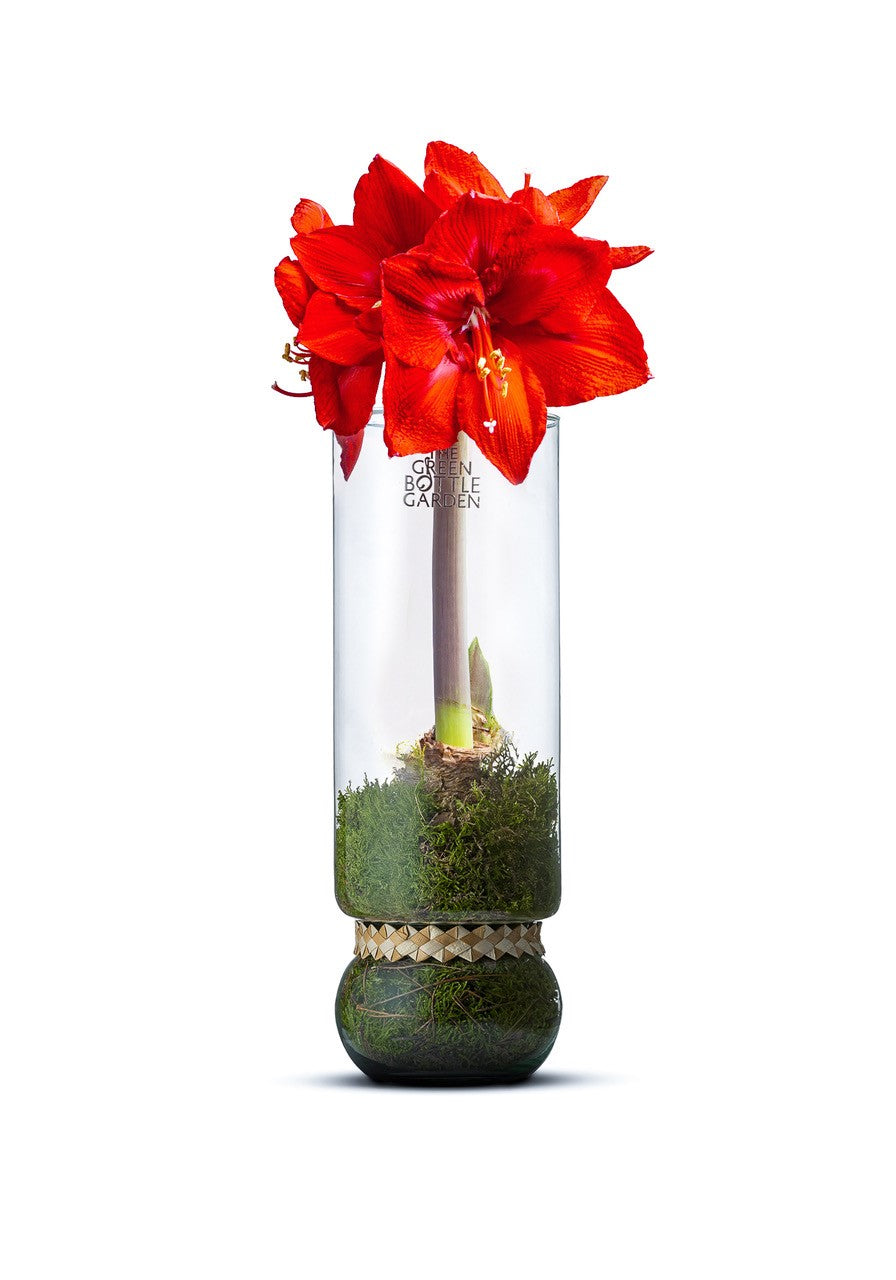 Amaryllis in vase Angelica