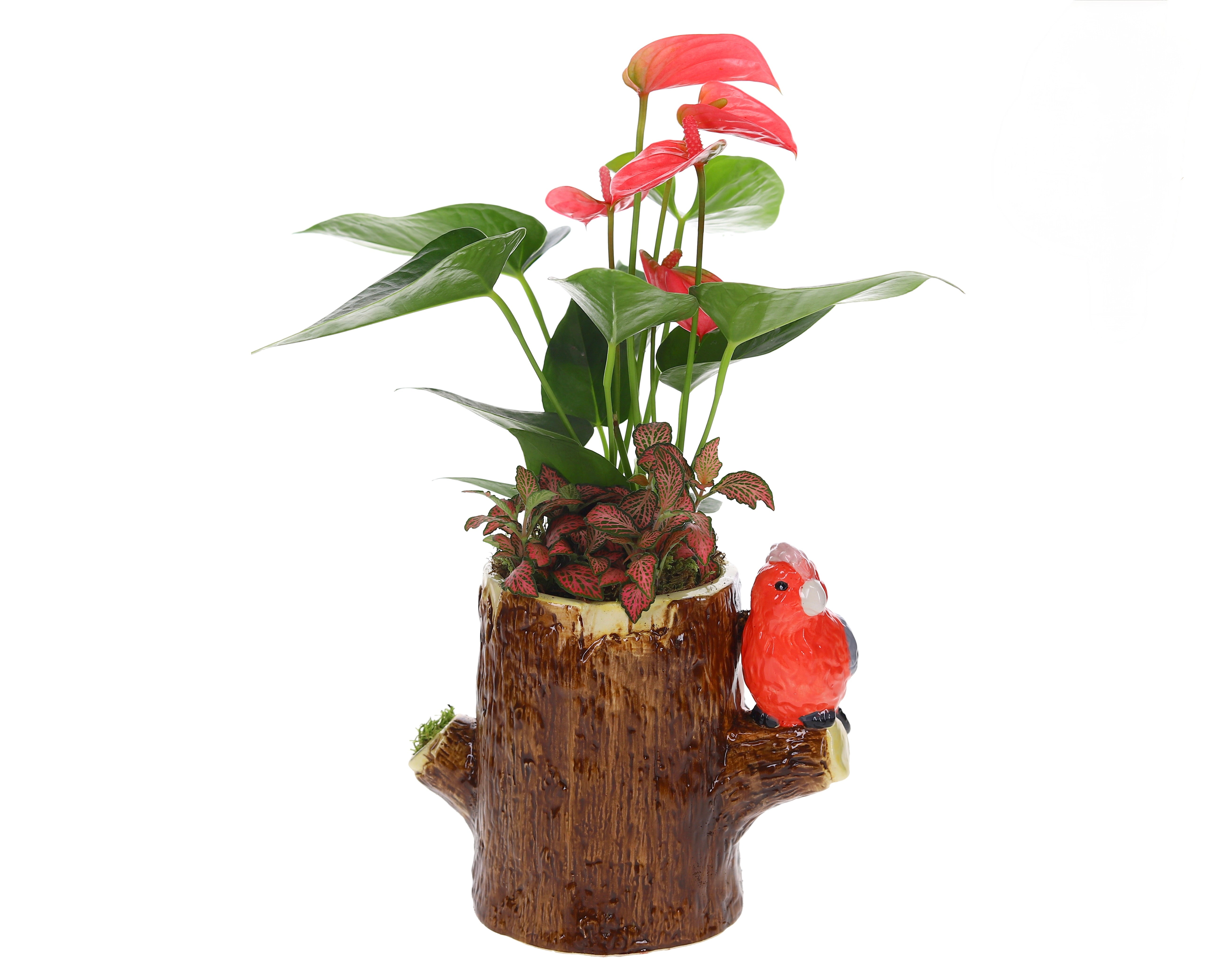 Anthurium roze en fittonia in stamboom met vogel