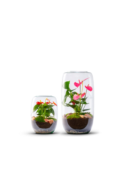 anthurium treasure bowl plant Terrarium with Anthurium