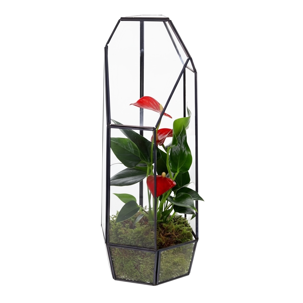 Anthurium in geometrisch terrarium lantaarn