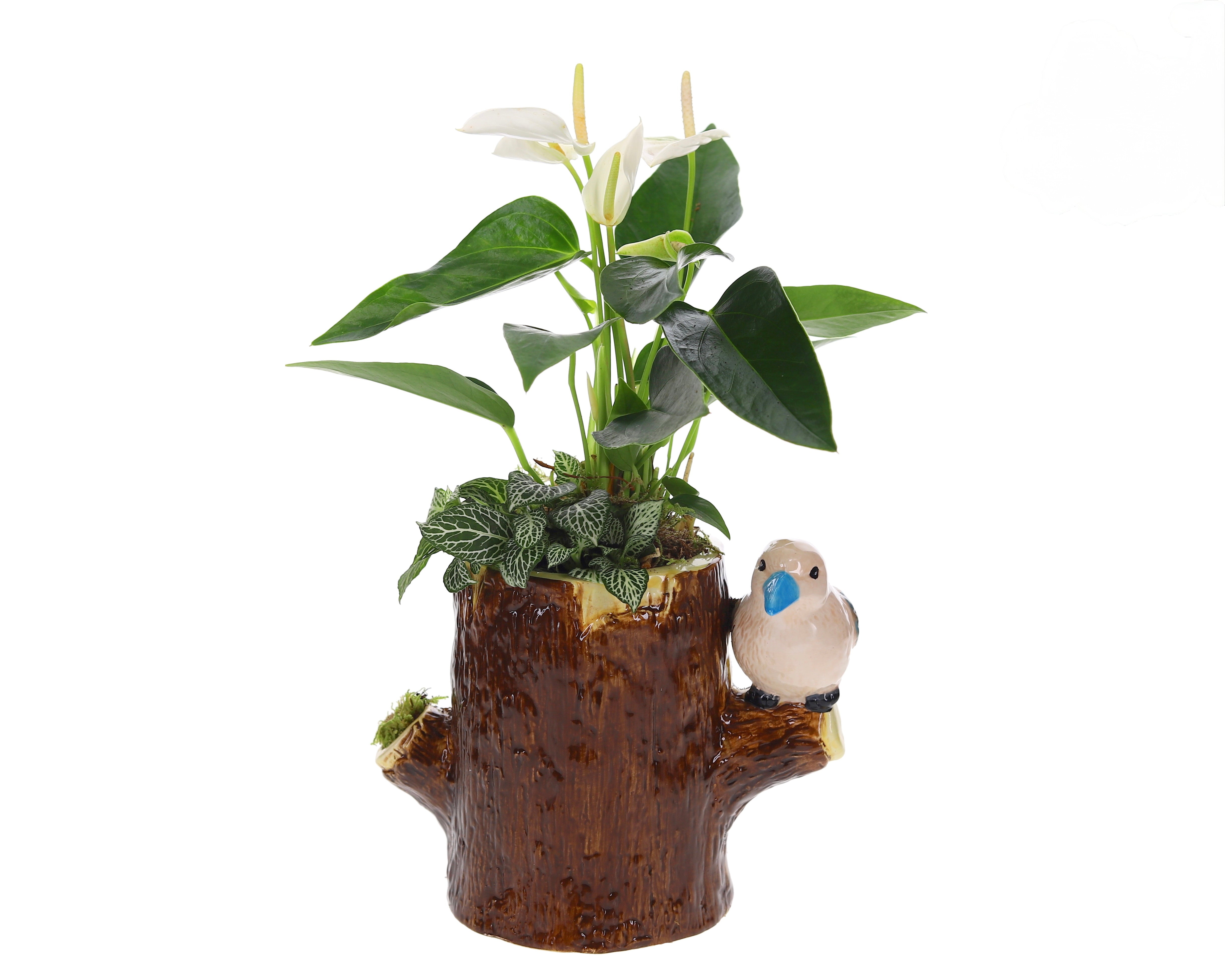 Anthurium wit en fittonia in stamboom met vogel