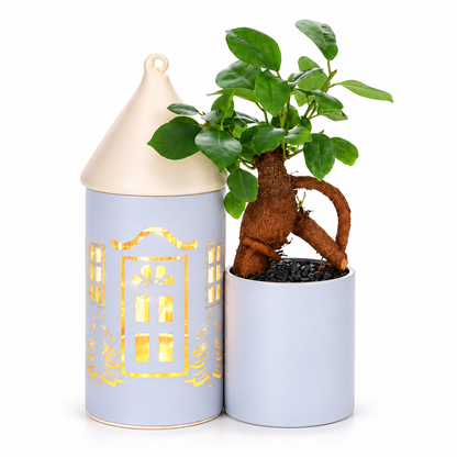 Bonsai Ficus in Lighting Huisje