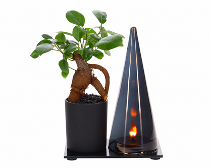 Bonsai Ficus in Lighting Duo