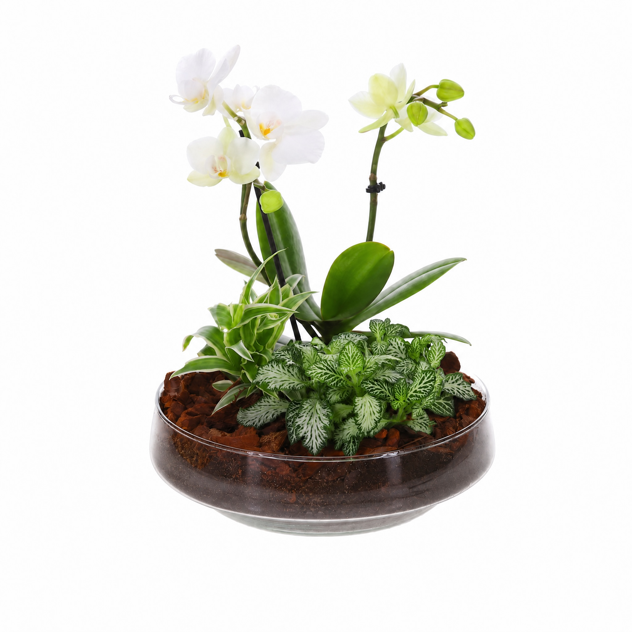 Orchidee in Vaas Iris