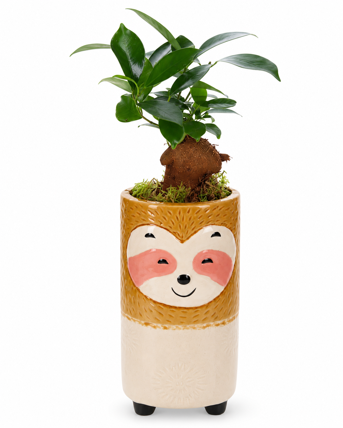 Bonsai Ficus in Keramieken Luiaard