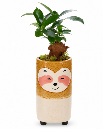 Bonsai Ficus in Keramieken Luiaard
