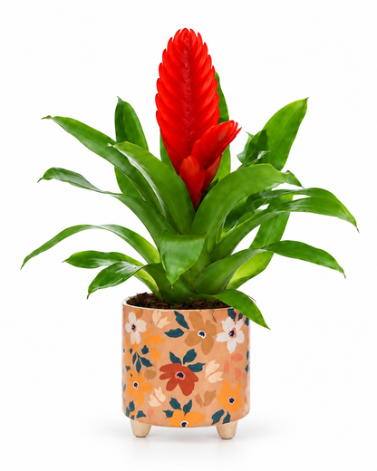 Bromelia Vriesea in bloemetjes pot