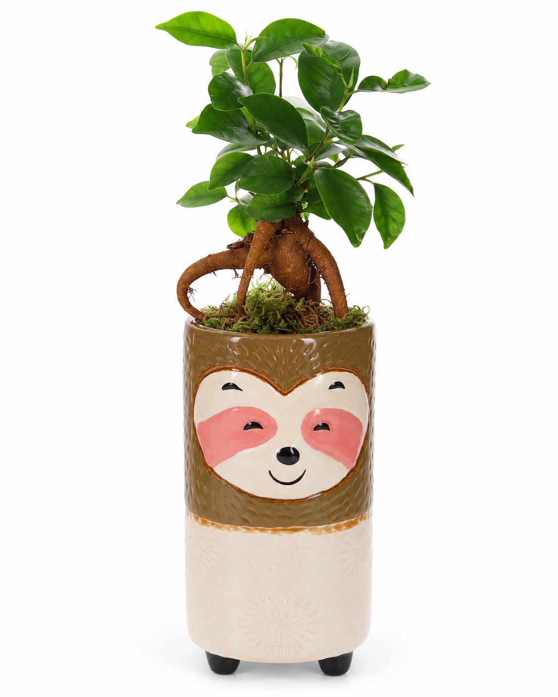 Bonsai Ficus in Keramieken Luiaard