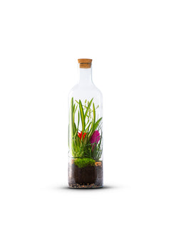 Bottle_Bromelia_Plant_Large_The_Green_Bottle_Garden