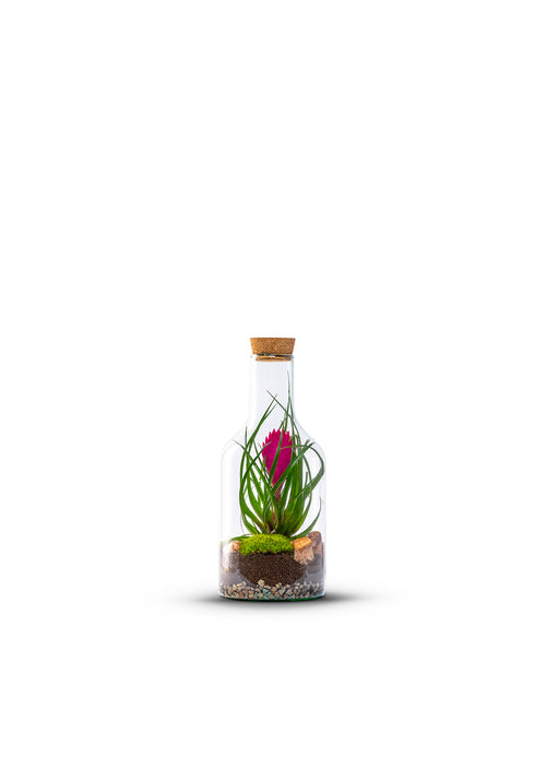 Bottle_Bromelia_Plant_Small_The_Green_Bottle_Garden