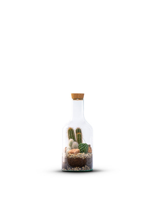 Bottle_Cactus_Plant_Small_The_Green_Bottle_Garden