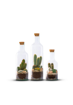 Bottle Cactussen