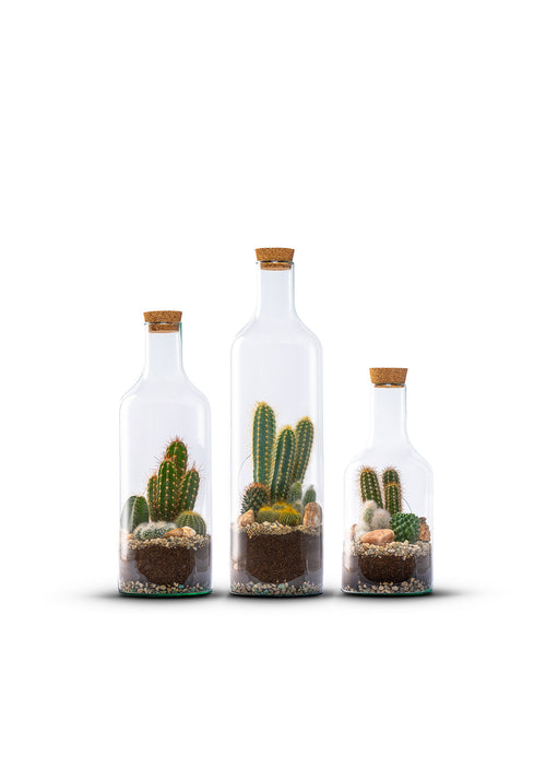 Bottle Cactussen