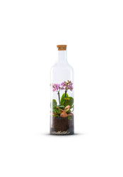 Bottle_Orchidee_Plant_Large_The_Green_Bottle_Garden