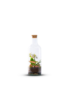 Bottle_Orchidee_Plant_Medium_The_Green_Bottle_Garden