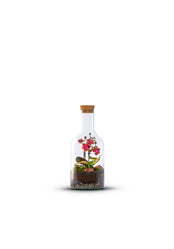 Bottle_Orchidee_Plant_Small_The_Green_Bottle_Garden