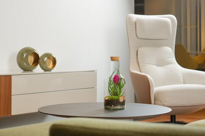 Bromelie in offener Terrarienflasche