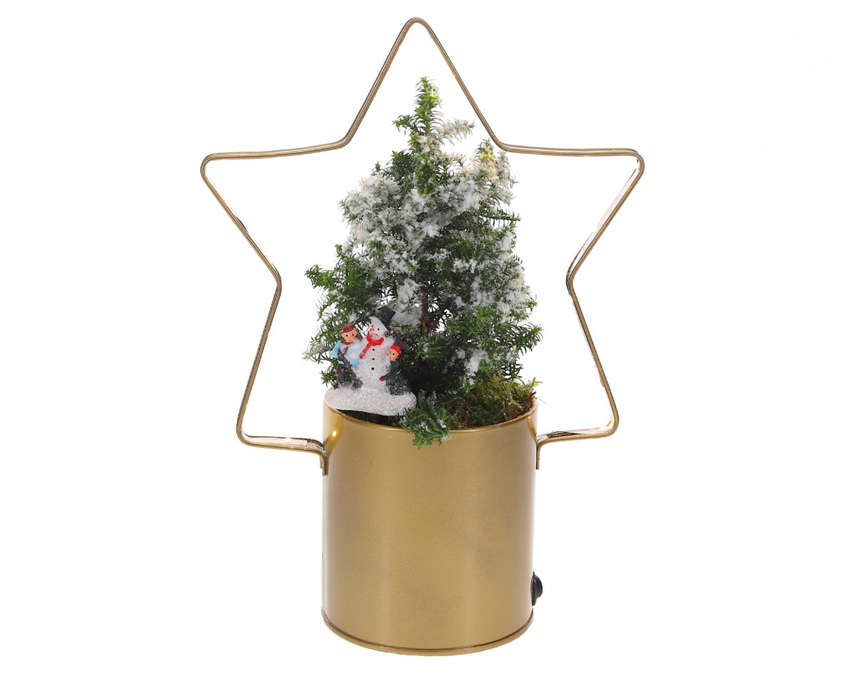 Lighting Star met Kerstboom