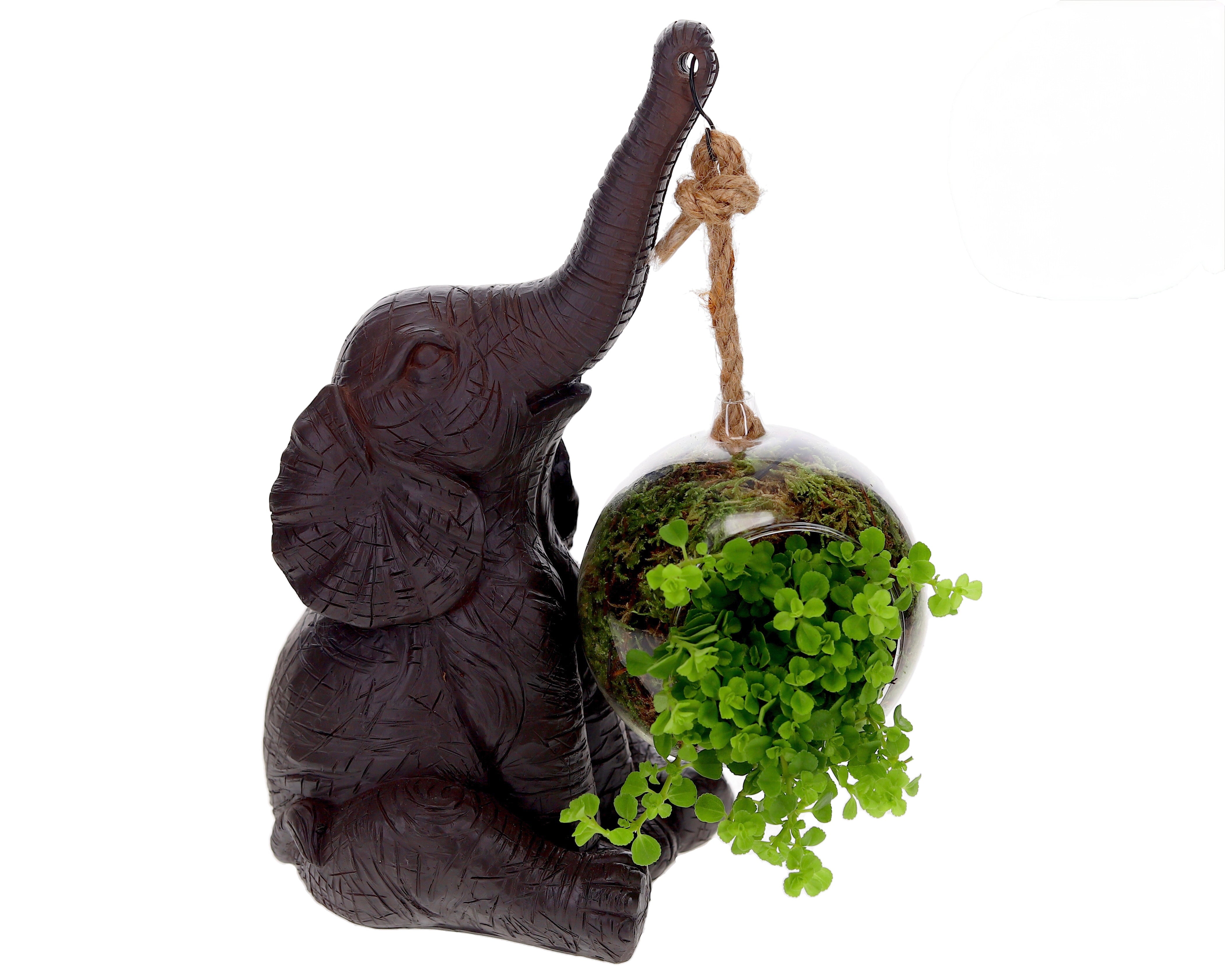 Pilea met Olifant
