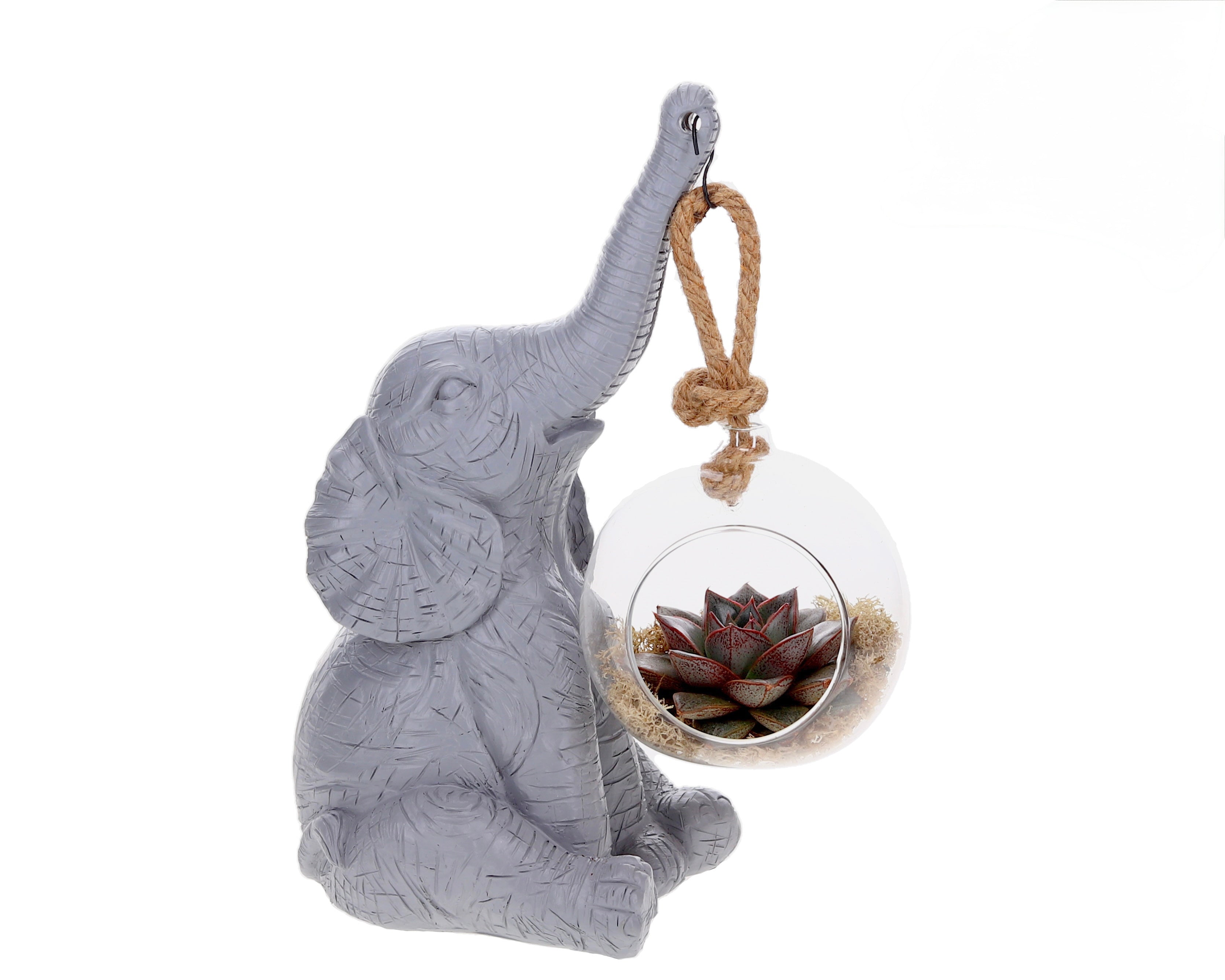 Echeveria with Elephant