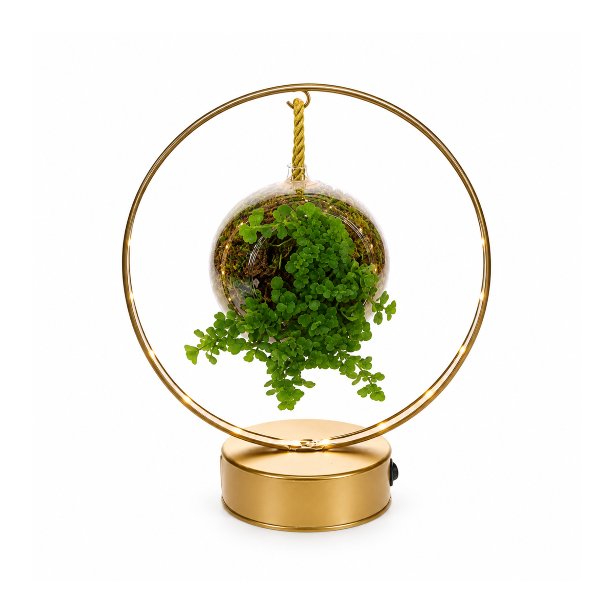 Pilea in lighting arch
