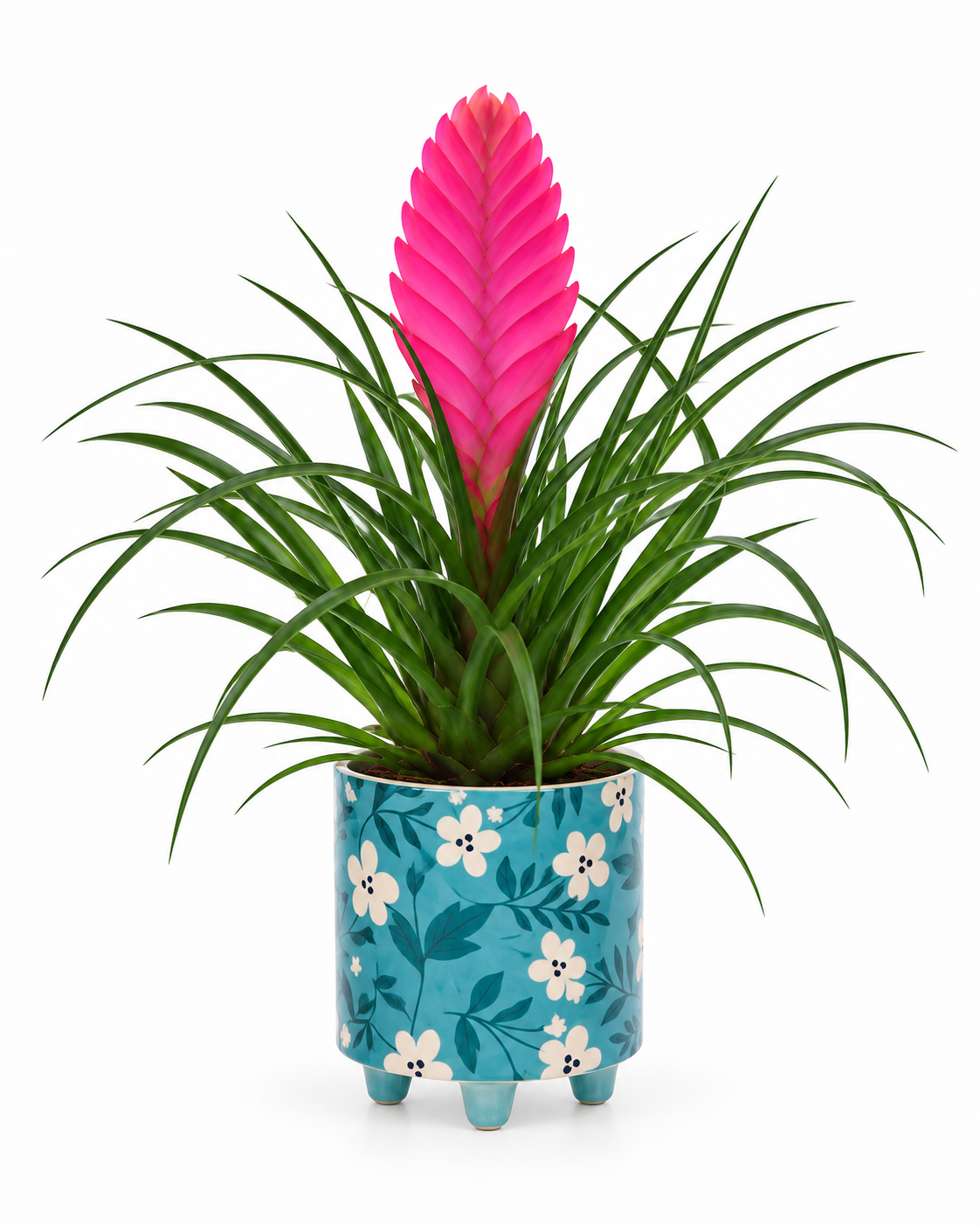 Bromelia Tillandsia in bloemetjes pot