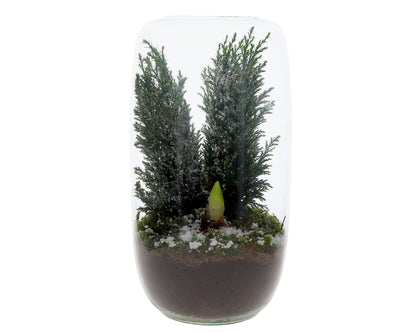 Ellwooi mit Amaryllis im offenen Terrarium Isabella