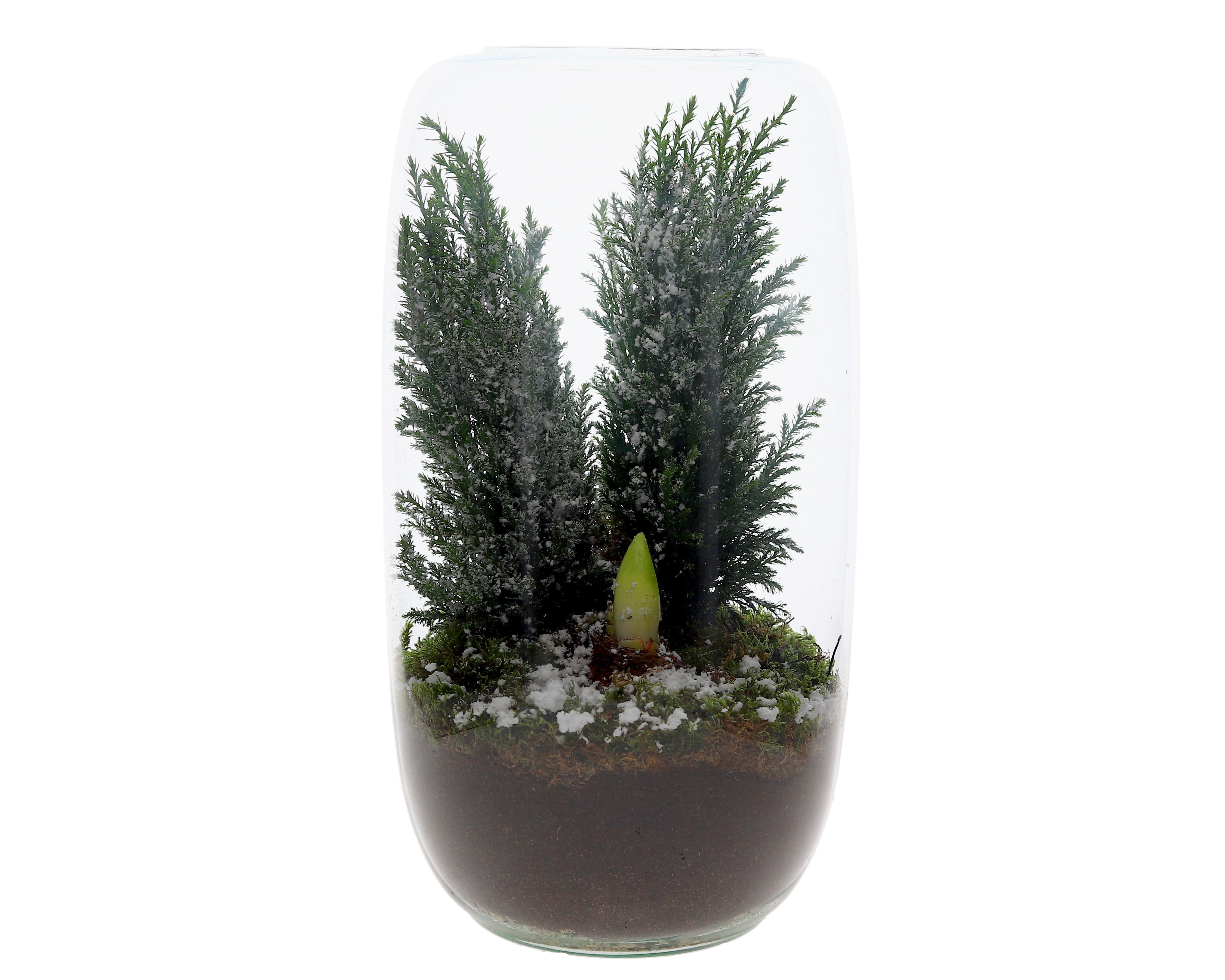 Ellwooi mit Amaryllis im offenen Terrarium Isabella