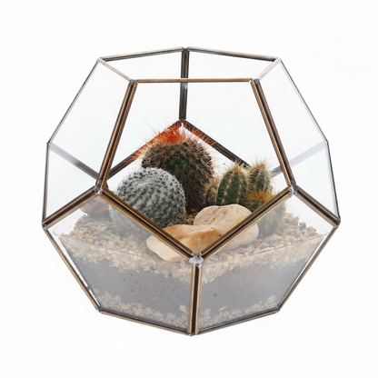 Cactus in geometrisch open terrarium