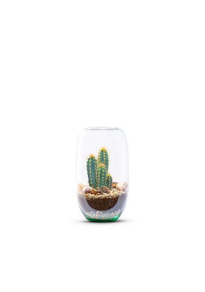 Cactus isabella terraria