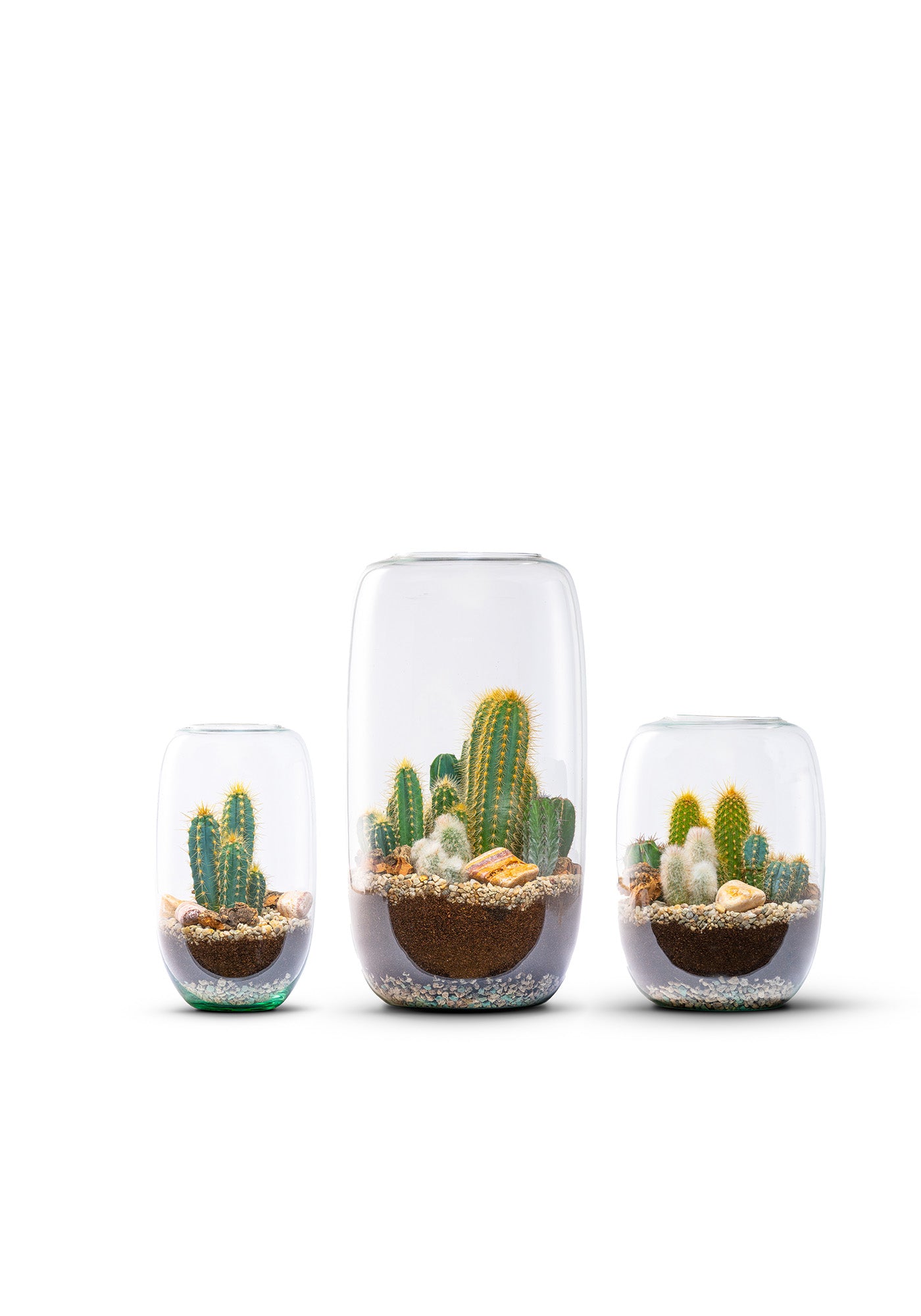 Cactus terrarium Set