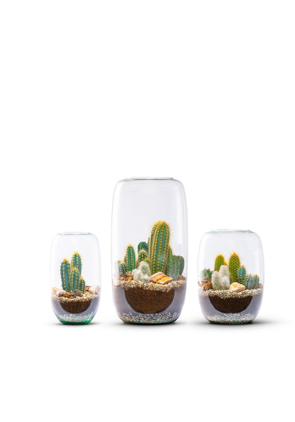 Cactus terrarium Set