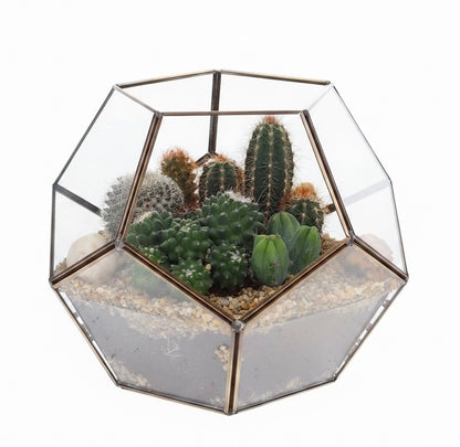 Cactussen in geometrisch terrarium