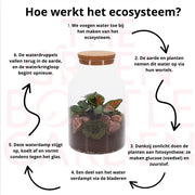 Calathea_Jona_hoe_werkt_het_ecosysteem