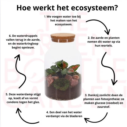 Calathea en Aglaonema in Ecosysteem jona