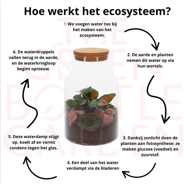 Calathea and Aglaonema in Ecosystem
