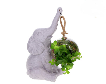 Peperomia mit Elefant