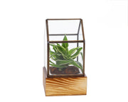 Houseplant in semi-terrarium mini greenhouse