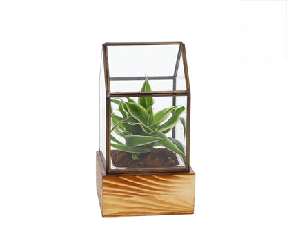Small green plant in semi-terrarium mini greenhouse