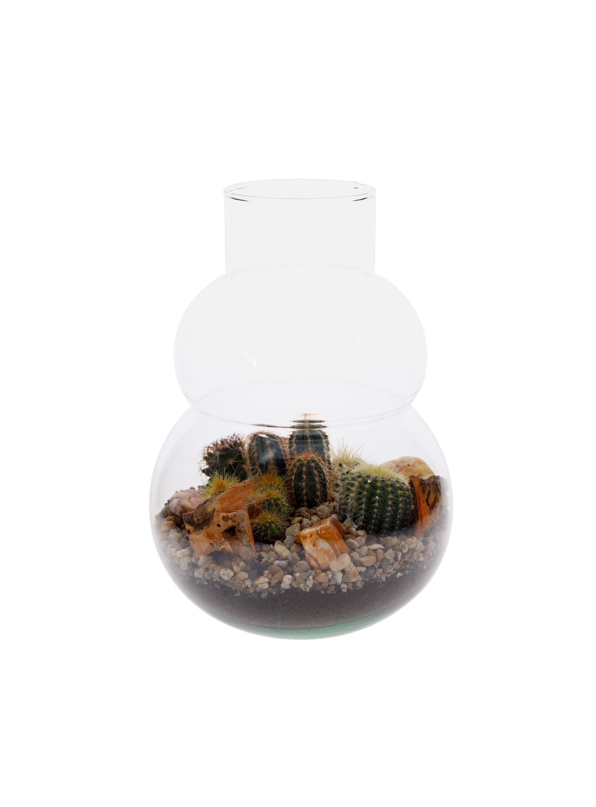 Cactussen in Terrarium olaf