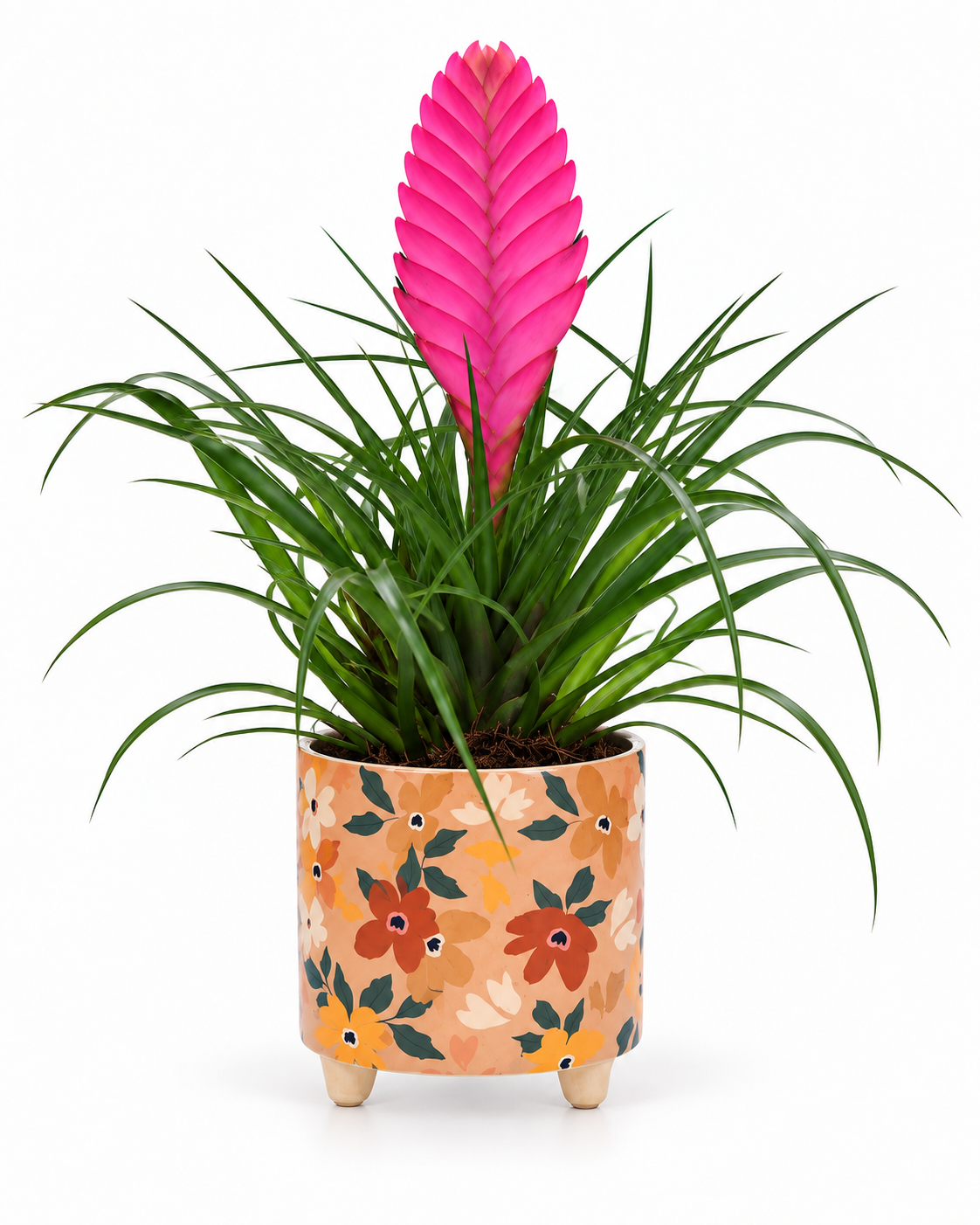 Bromelia Tillandsia in bloemetjes pot