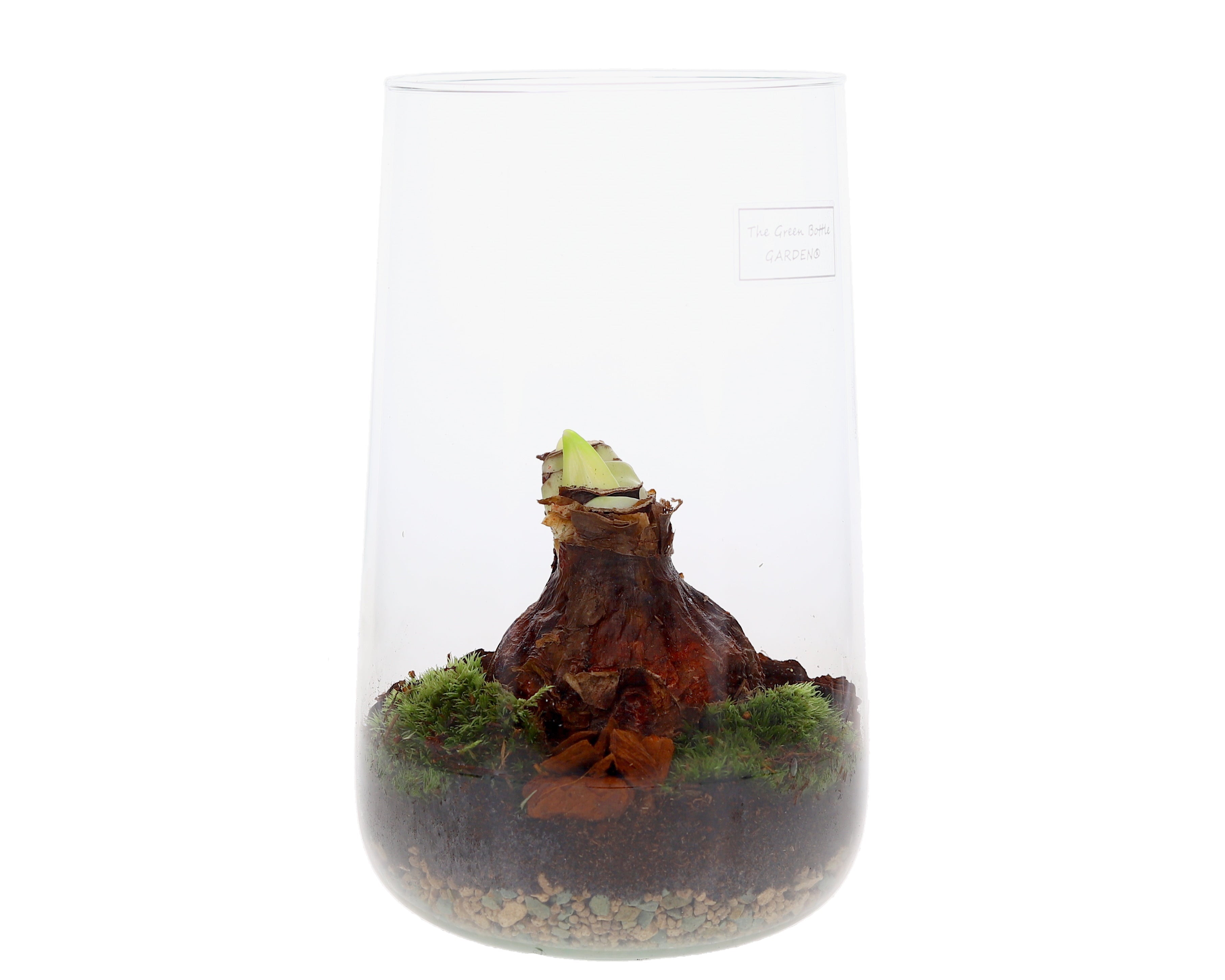 Amaryllis in open terrarium Deline
