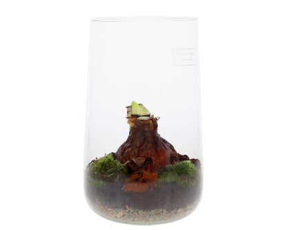 Amaryllis in open terrarium Deline