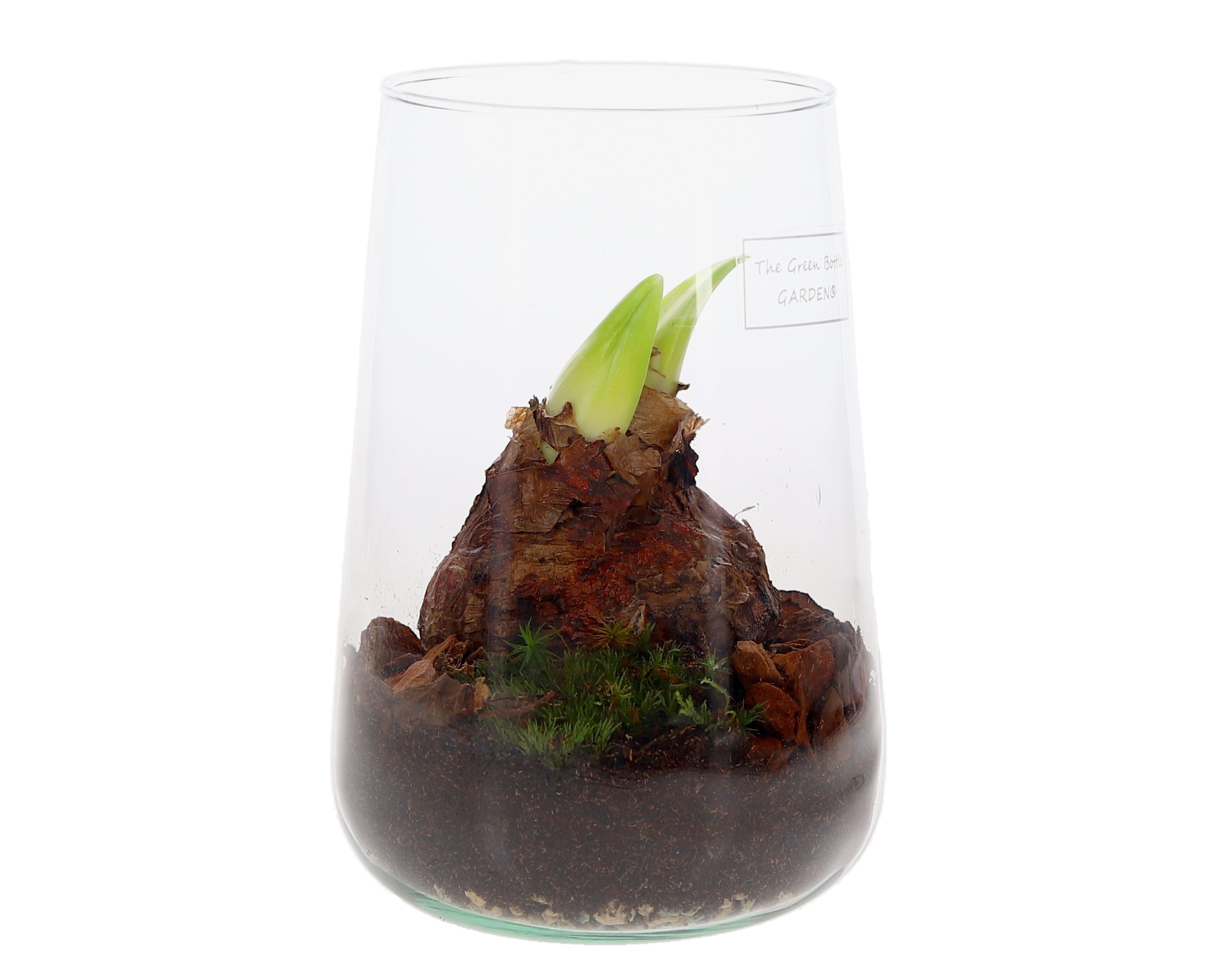 Amaryllis in open terrarium Deline