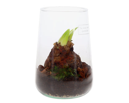 Amaryllis in open terrarium Deline