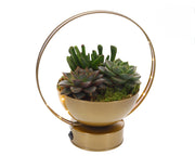 Succulents in a Lighting Dish