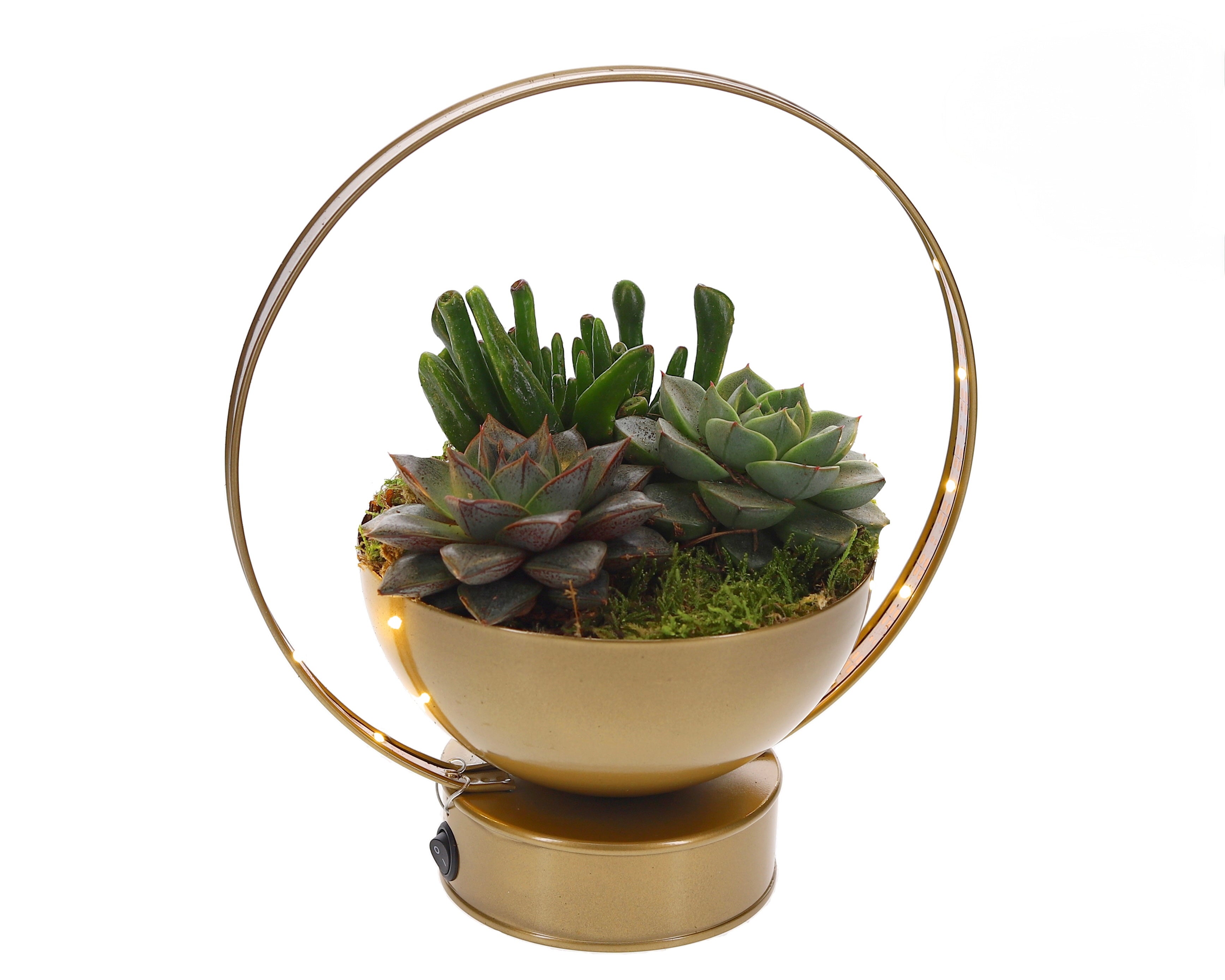Vetplanten in Lightingschaal