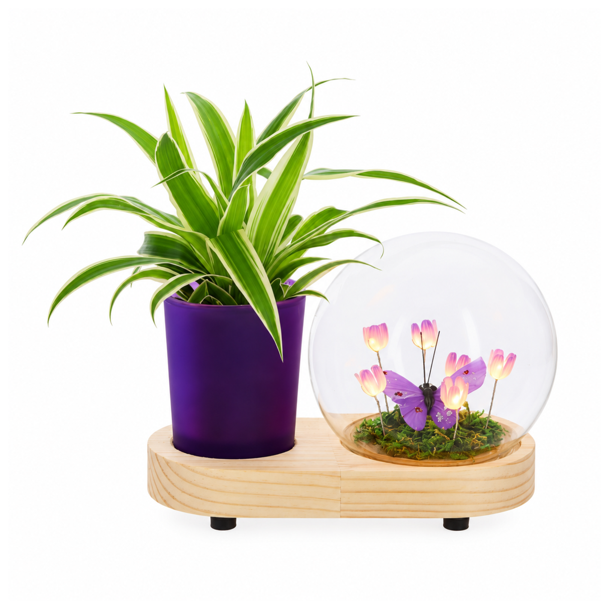 Chlorophytum in Lighting Bloemenbol