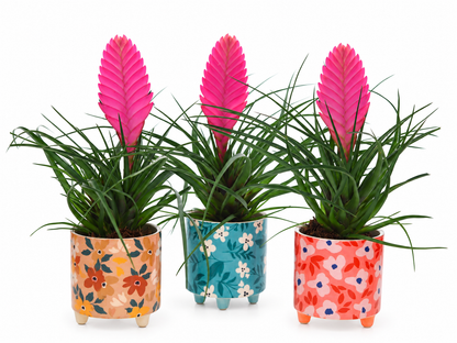 Bromelia Tillandsia in bloemetjes pot